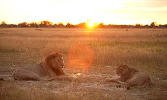 Uganda Travel Advice lions at national park in uganda lying on the grass at sunset