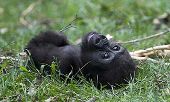 Travel Guide for Uganda baby gorilla lying in the grass in uganda bwindi forest