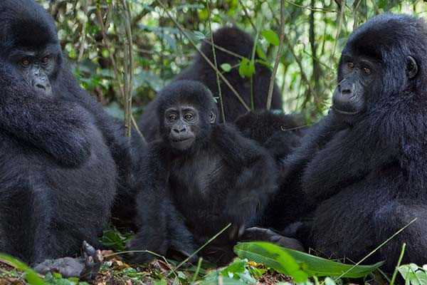 Bwindi Impenetrable National Park, Uganda band of gorillas in forest in bwindi impenetrable national park in uganda