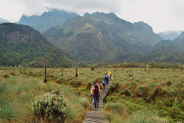 Rwenzori Mountains National Park, Uganda group tour hiking through hills and fields in rwenzori mountains national park in uganda