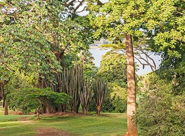 lush green vegetation at entebbe botanical gardens in uganda