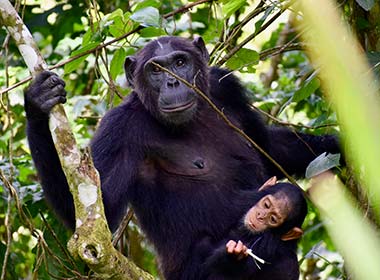 chimpanzee and baby chimp in trees at kibale national park uganda