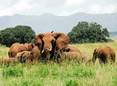herd of elephants at Kidepo Valley National Park in uganda