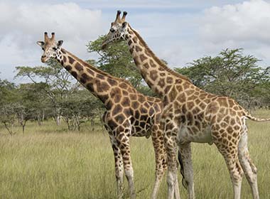 two giraffes in grass at lake mburo in uganda