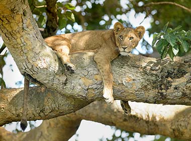 lion laying in the tree in queen elizabeth national park in uganda