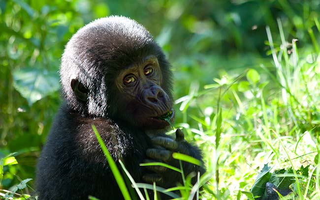 gorilla trekking on a Uganda tour