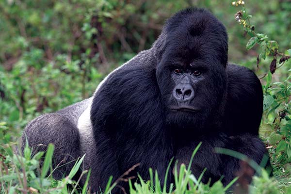 blog on what to pack for gorilla trekking in uganda