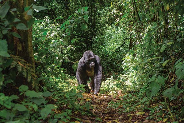 Best time for gorilla trekking, Uganda mountain gorilla in uganda walking in the jungle