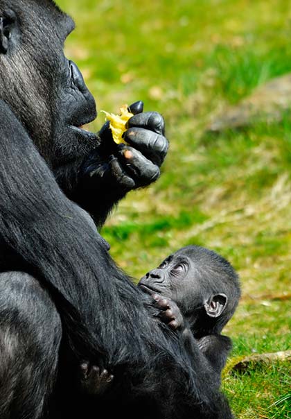 Best time for gorilla trekking in Uganda gorilla holding baby gorilla and eating fruit in Uganda