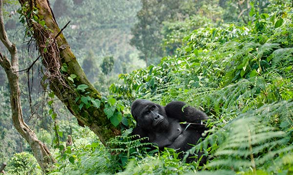 Cost of gorila trekking in Uganda gorila trekking in uganda
