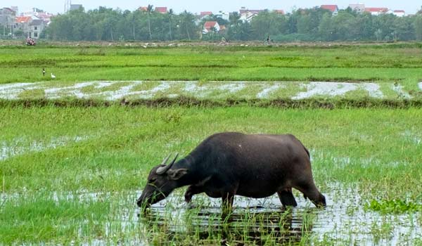 Water Buffalo are a common sight in Vietam Water buffalo is always regarded as a family animal for the Vietnamese people and a common sight when travelling Vietnam on holiday