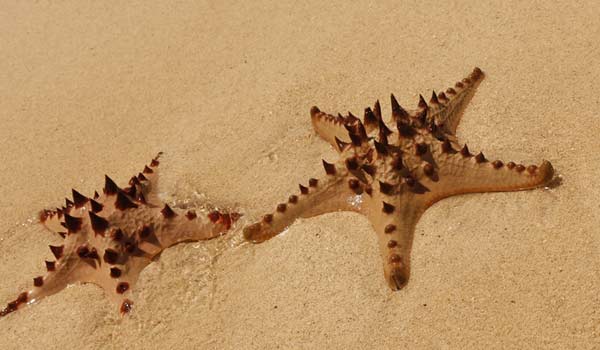 Phu Quoc is a prime location to see a horned sea star For your best shot to see one or many of these beautiful creatures, head to Phu Quoc and find the aptly named Starfish Beach