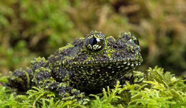 The Vietnamese Mossy Frog is found mainly in northern Vietnam holiday tourist spots the vietnamese mossy frog with its clever camoflage