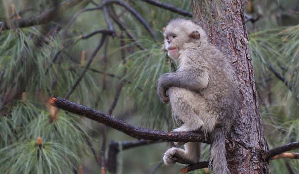 Snub nosed monkey high up in the trees Travel photo by a tourist on holiday in Vietnam spots the Tonkin snub-nosed monkey or Dollman's snub-nosed monkey
