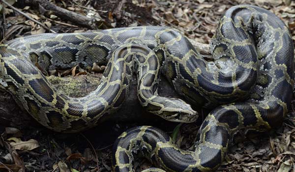 Group Tours for solo travellers looking to explore Peru The Burmese python is one of the five largest species of snakes in the world and ccan be found in Cambodia and Vietnam