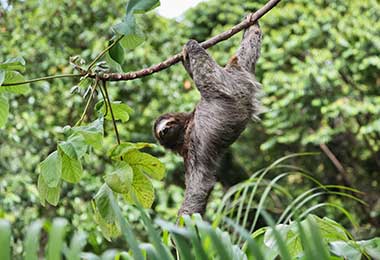 Sloth in Manuel Antonio, Costa Rica
