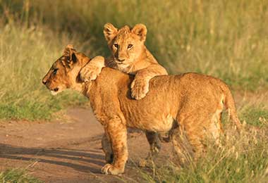 Baby lions spotted on game drive in Tanzania