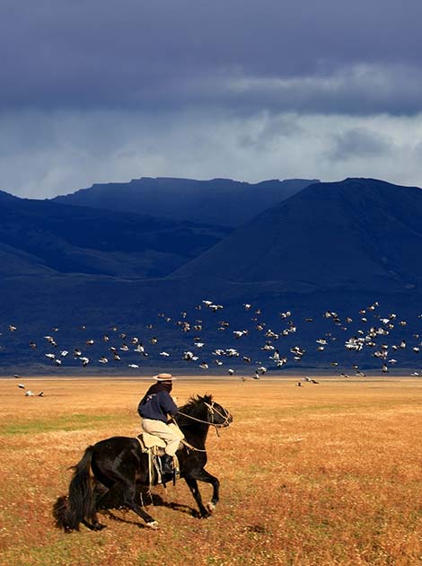 Culture of Argentina man riding a black horse in the fields in rural argentina