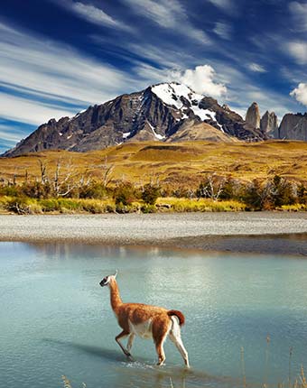 Patagonia, Argentina llama walking in a lake through patagonia mountains