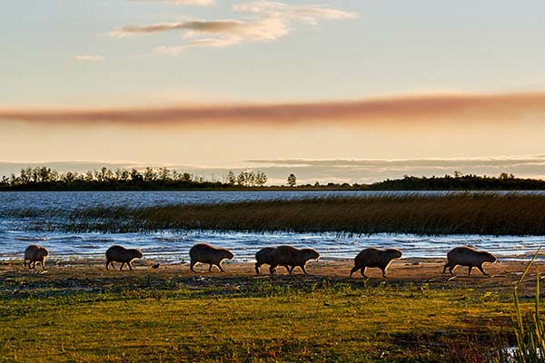 a group of capybara walking on the grass surrounded by waterways in ibera wetlands