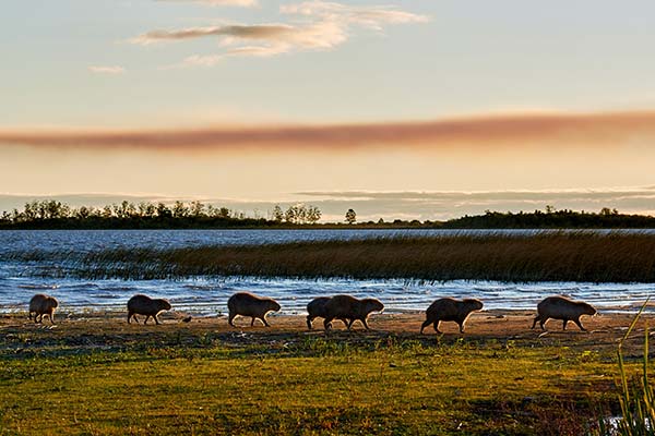 Ibera Wetlands, Argentina a group of capybara walking on the grass surrounded by waterways in ibera wetlands
