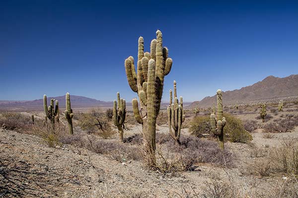 cactus and dry deserts in salta region los cordones national park in argentina