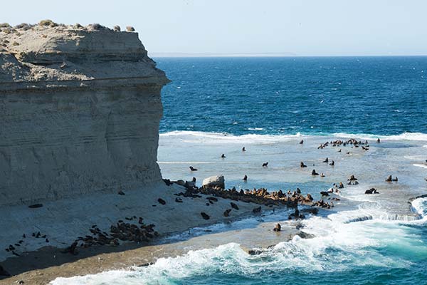 Valdes Peninsula National Park, Argentina sea lions sunbathing on the shore with the sea and high cliffs beside them at valdes peninsula national park argentina