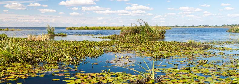 lilipads grass and backwater rivers at ibera wetlands best places to go in argentina