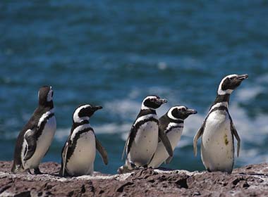 group of penguins on a rock in puerto madryn best places to go in argentina