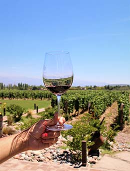 glass of malbec and a vineyard in mendoza