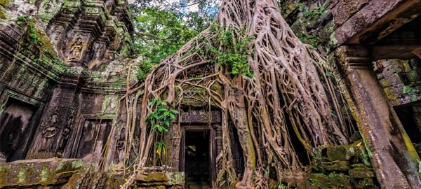 Ta Prohm on of the oldest ancient ruin temples in angkor is covered in vines