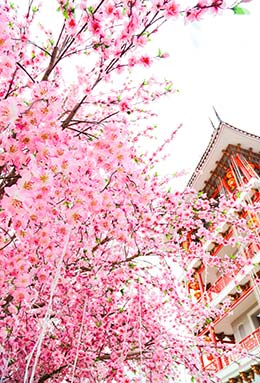 Sakura, cherry blossom season in Japan cherry blossom season in japan
