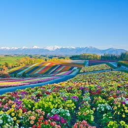 Flower fields in Japan colourful flower fields in japan countryside