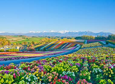 panoramic flower gardens shikisai hill in biei hokkaido in japan