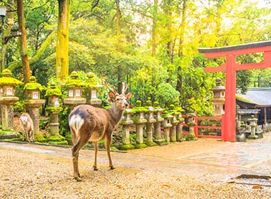 wild deer in Nara Park in Japan on a group holiday