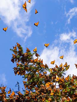 Butterfly migration in Mexico butterfly migration in michoacan mexico