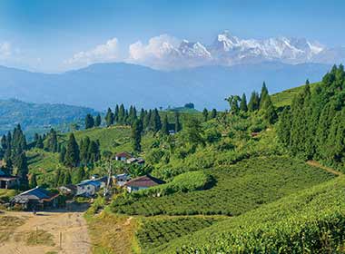 Ilam is a great visit for tea lover as there are several tea farms here