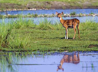 Spotted deer wildlife spotters on a safari tour in chitwan national park watch a spotted deer