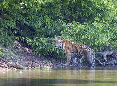 group tour on a safari trip in chitwan national park spot a wild begal tiger by the river