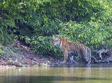 safari group spot a Bengal tiger group tour on a safari trip in chitwan national park spot a wild begal tiger by the river