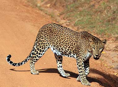 one of the rarist wildlife spotting is an indian leopard