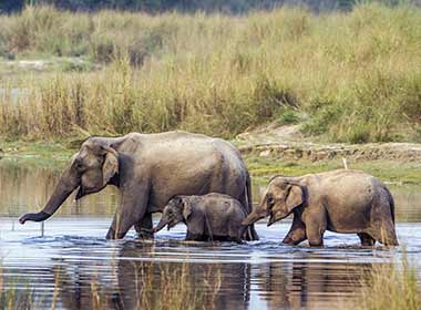Family of elephants safari group trip spot a family of wild elephants moving through the river in chitwan national park