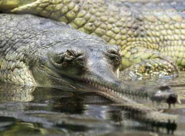 tSafari group tour spot a group of Gharial crocodiles in the water