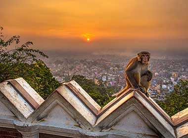 Rhesus Macaque Native Nepalese monkey above Kathmandu