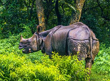 Wild single horned rhino travellers on safari in chitwan national park spot a wild single horned rhino