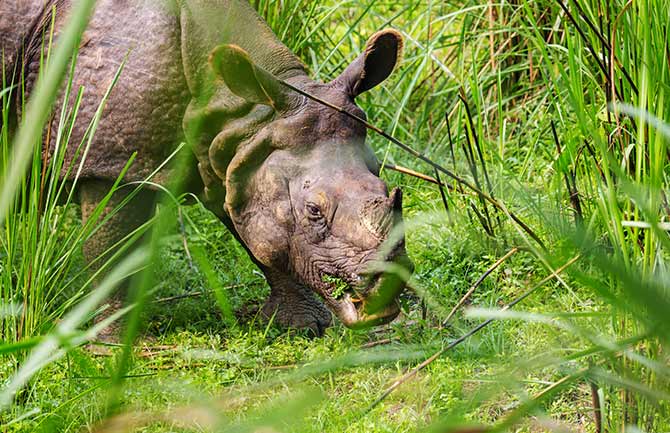 Blog on spotting wild rhino in chitwan national Park