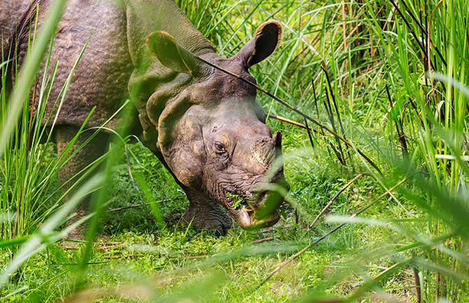 Single horned rhino grazing Blog on spotting wild rhino in chitwan national Park