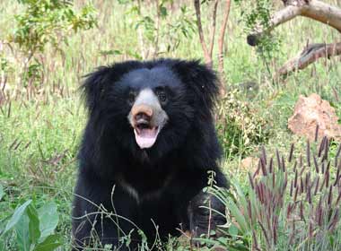 Sloth Bear in Chitwan A common sight in chitwan national park is the sloth bear so be ready with your camera's when visiting