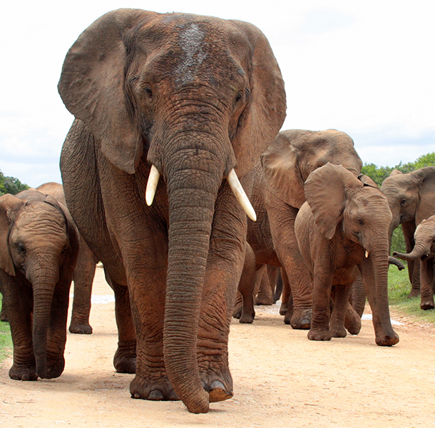 Addo Elephant National Park Elephant leading a herd in Addo National Park