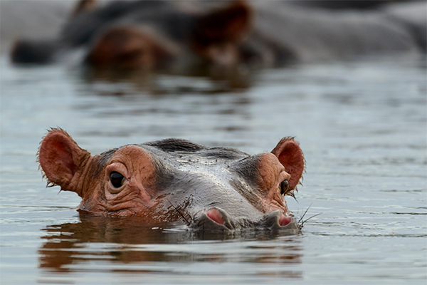 Isimangaliso Wetland Park, South Africa Hippo in the water in Isimangaliso Wetland Park